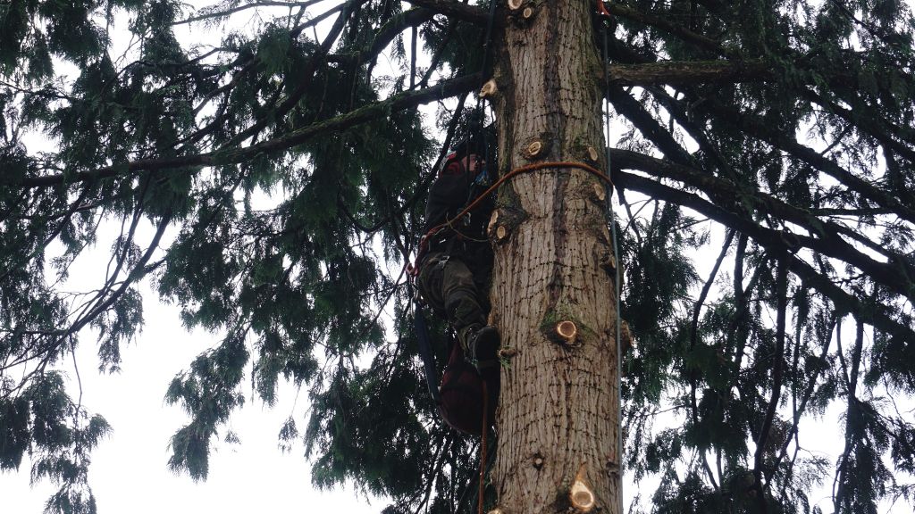 Licensed tree cutting professionals trimming a large tree in Burlington, WA.