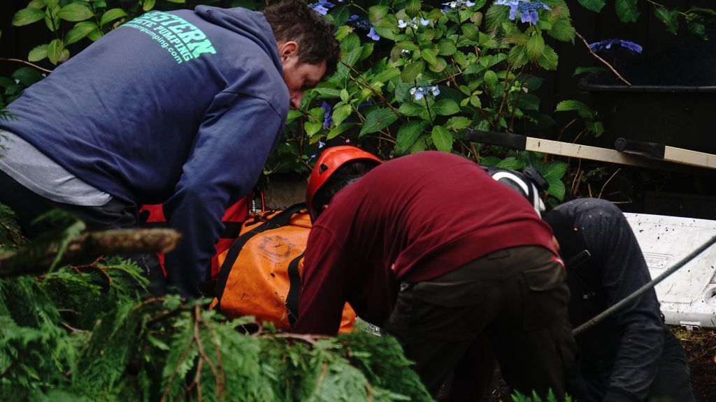 Tree care services in my area Burlington, WA, with expert arborists handling tree trimming and removal.