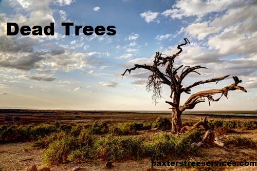 dead-trees