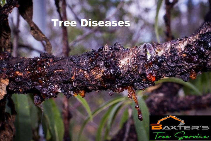 tree-deseases-and-infections