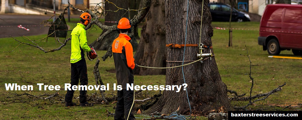 When-Tree-Removal-Is-Necessary