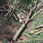 Tree-Removal-Belingham