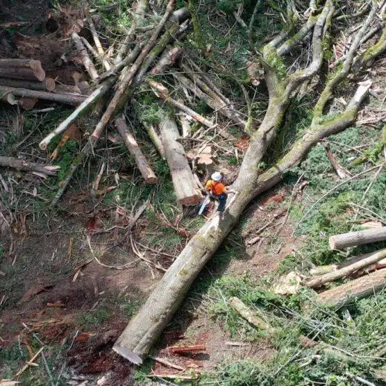 Tree Removal Burlington WA