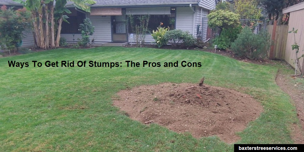 Stump-Grinding-or-Stump-Removal