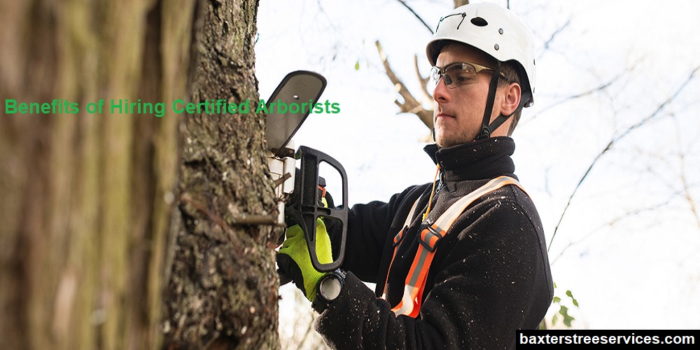 Benefits-of-Hiring-Certified-Arborists 