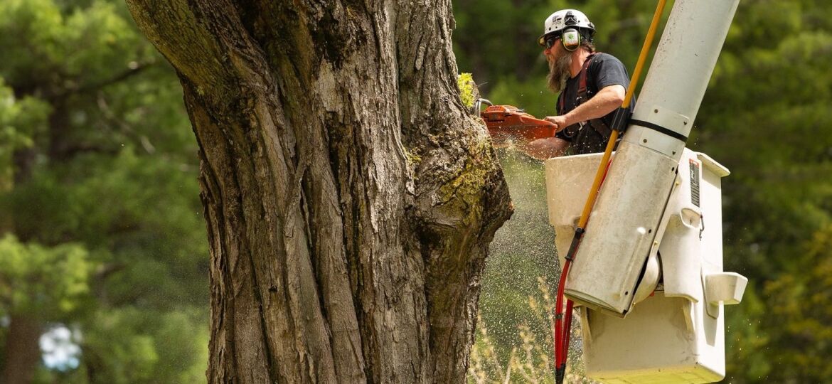 Common Services Offered by Arborists