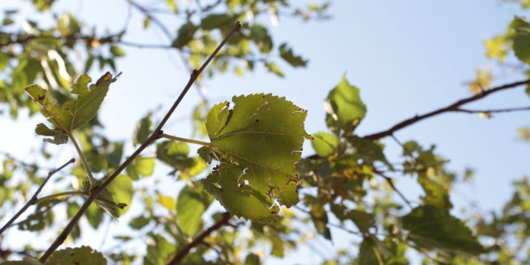 How Arborists Help with Common Tree Diseases