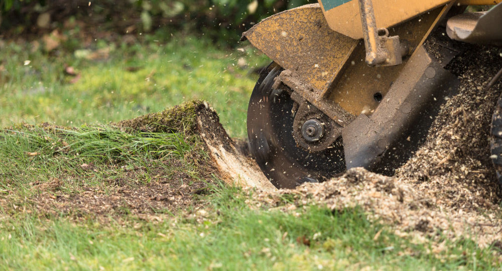 Stump Grinding or Stump Removal? What's The Best Solution?