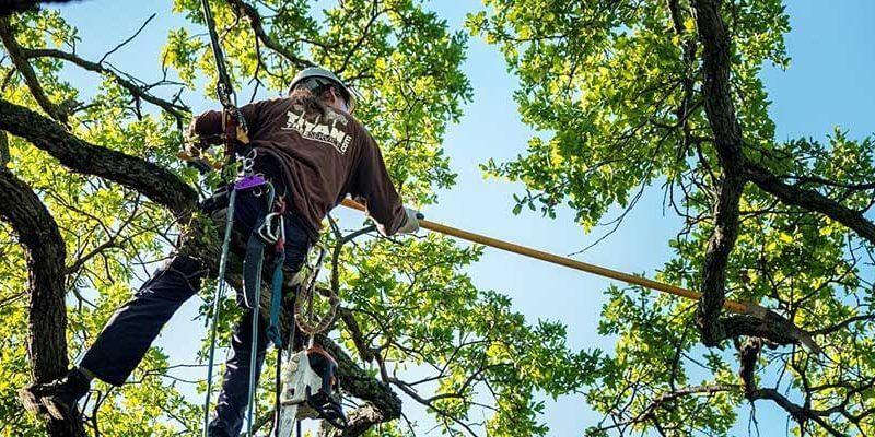 TREE CUTTING AND REMOVAL SERVICES DIFFERENCE AND COST 2024