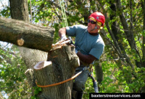 Tree-Cutting-and-Tree-Removal