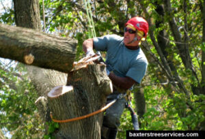 What Is The Difference Between Tree Cutting And Tree Removal