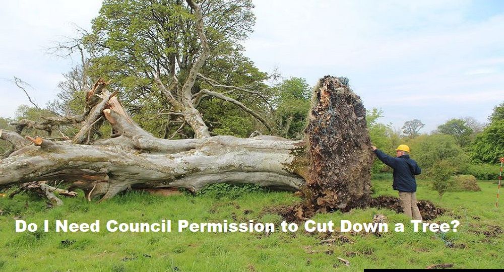 Do-I-Need-Council-Permission-to-Cut-Down-a-Tree