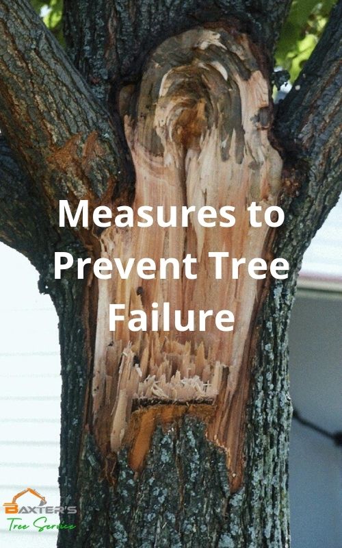 Prevent Tree Failure