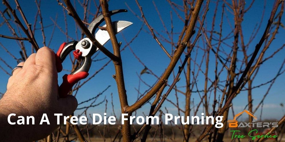 Tree-Die-From-Pruning