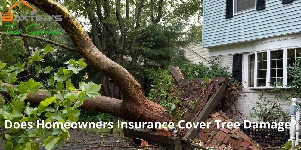 Tree-Damage-Insurance