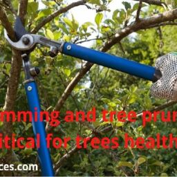 Tree-Trimming-and-tree-pruning