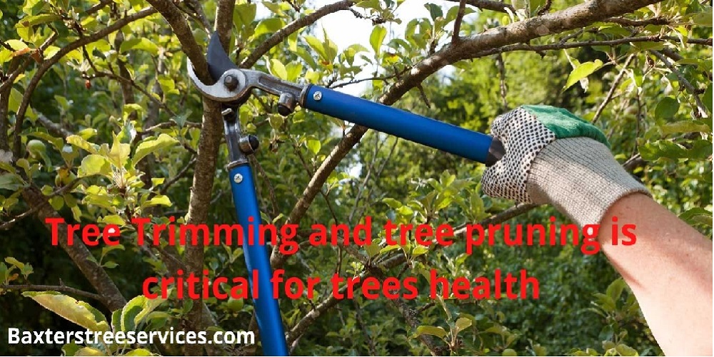Tree-Trimming-and-tree-pruning