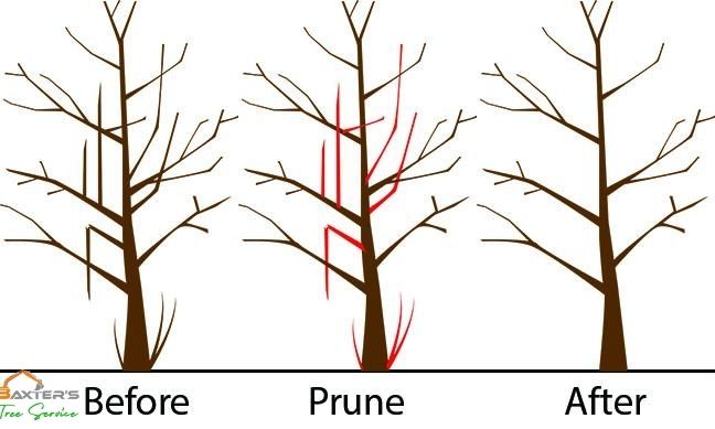 why-tree-pruning