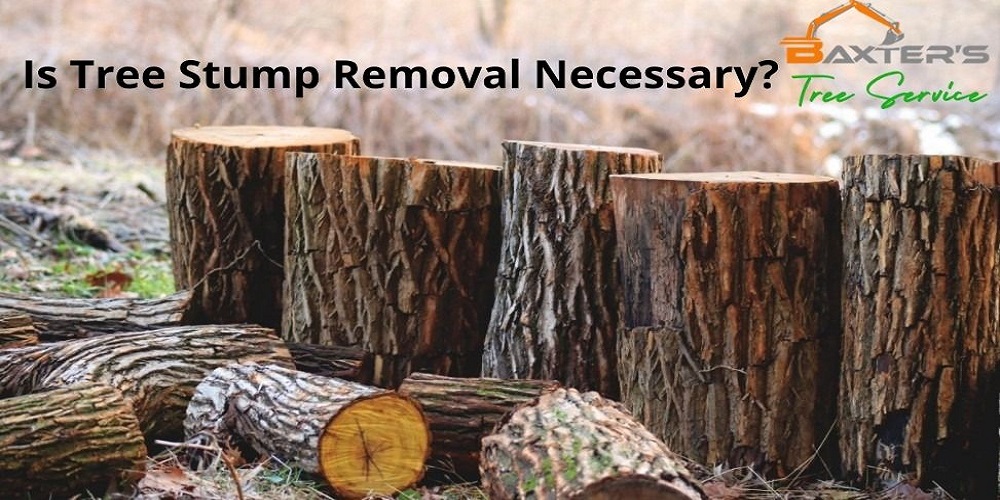 is-tree-stump-removal-necessary
