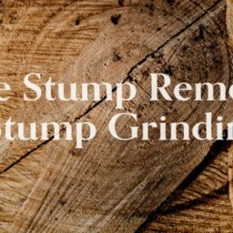 Tree-stump-Removal