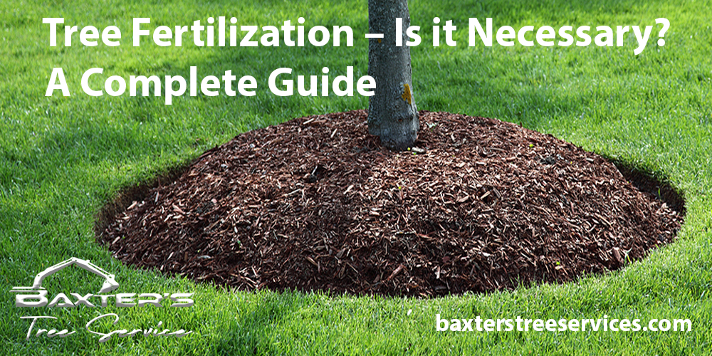 Tree-Fertilization