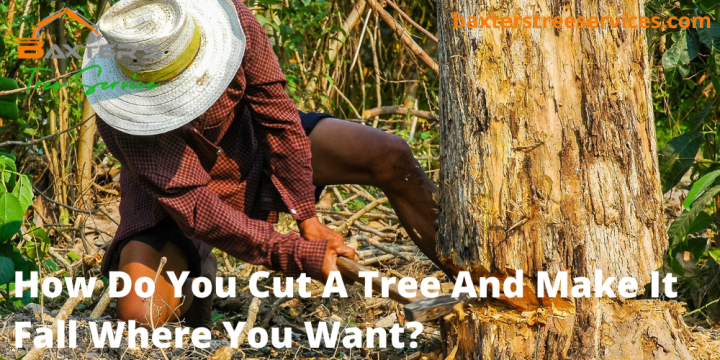 how-do-you-cut-a-tree-and-make-it-fall-where-you-want