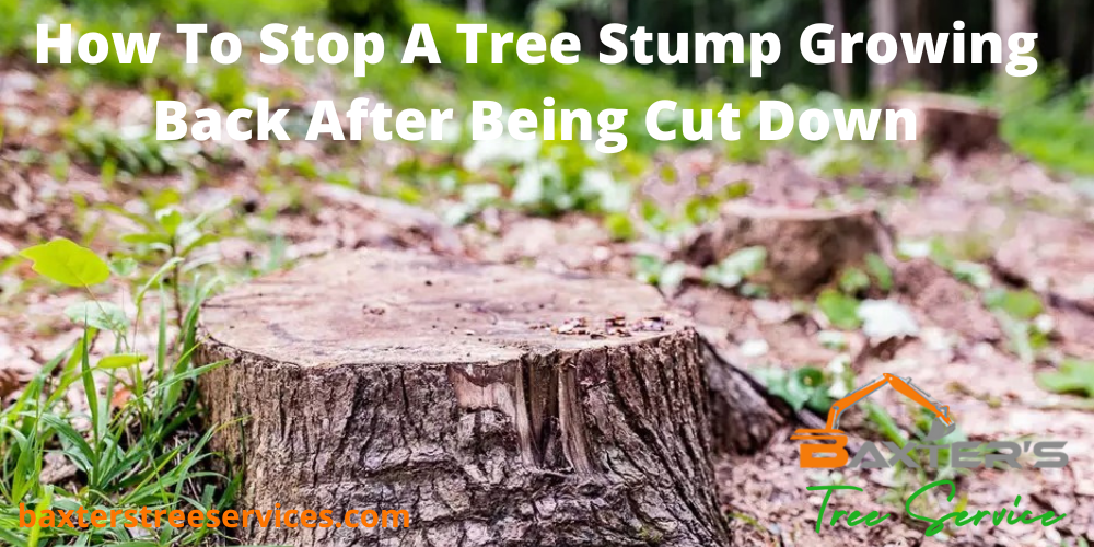 How To Kill and Stop Tree Stumps from Growing Back