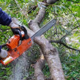 cheapest-time-of-year-for-tree-removal