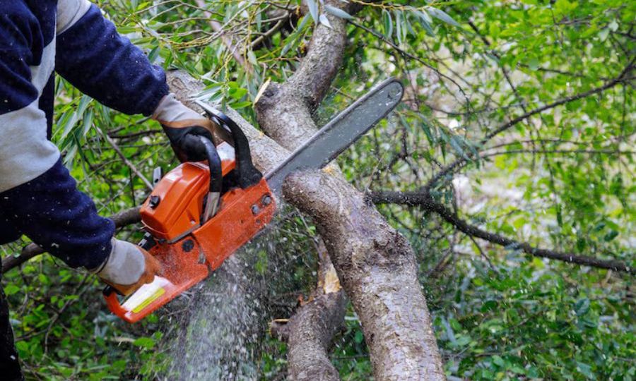 cheapest-time-of-year-for-tree-removal