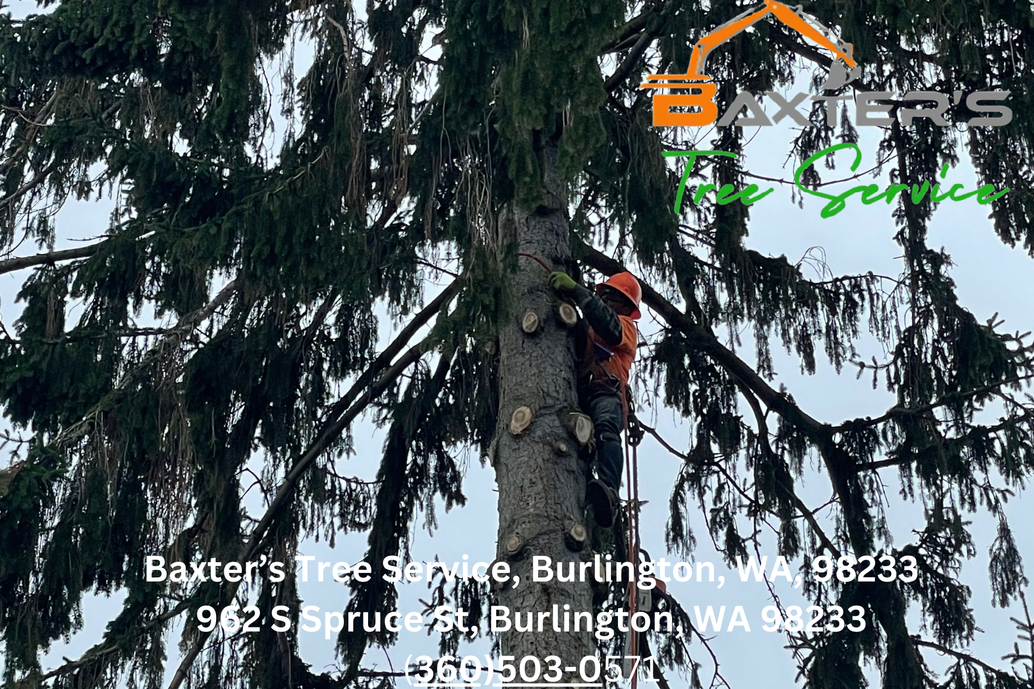 Tree trimming service near Mount Vernon, WA by Baxter's Tree Service