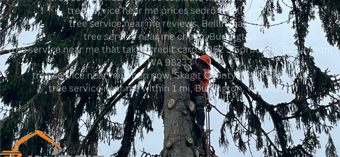 Professional tree removal service in Bellingham, WA by Baxter's Tree Service.