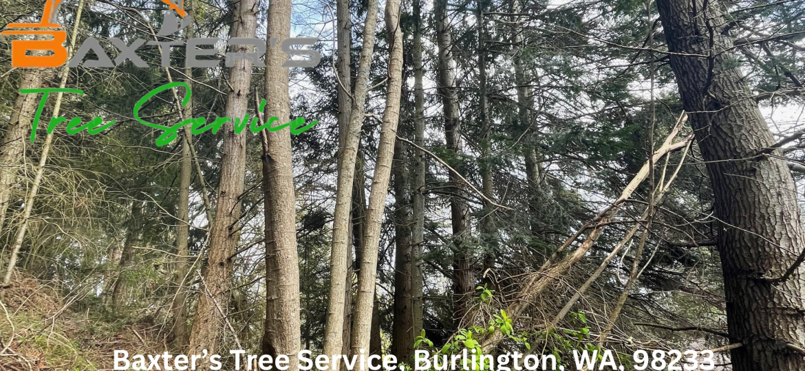 Tree trimming cost in Skagit County with Baxter's Tree Service