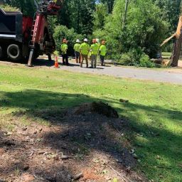 Cost to trim a large tree in Burlington, WA