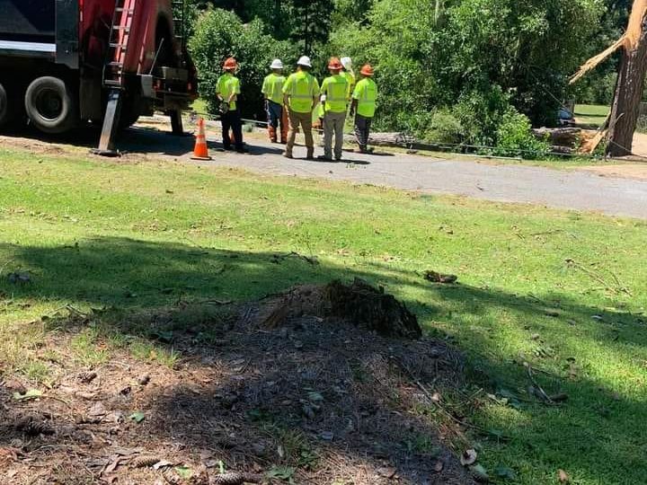 Cost to trim a large tree in Burlington, WA