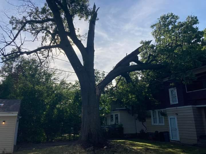 Does homeowners insurance cover a tree falling on your neighbor’s house in Burlington, WA?