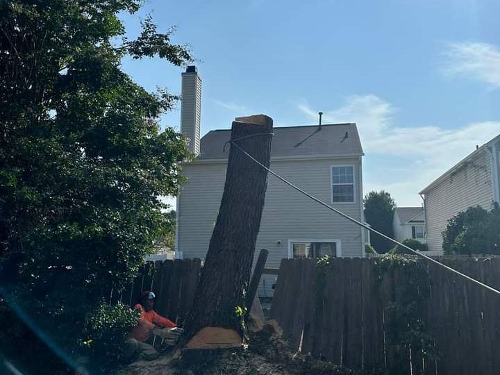 Does homeowners insurance cover tree removal after lightning strikes in Skagit County?