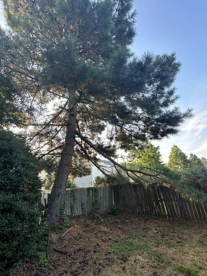 Does homeowners insurance cover tree removal after lightning strikes in Burlington WA?