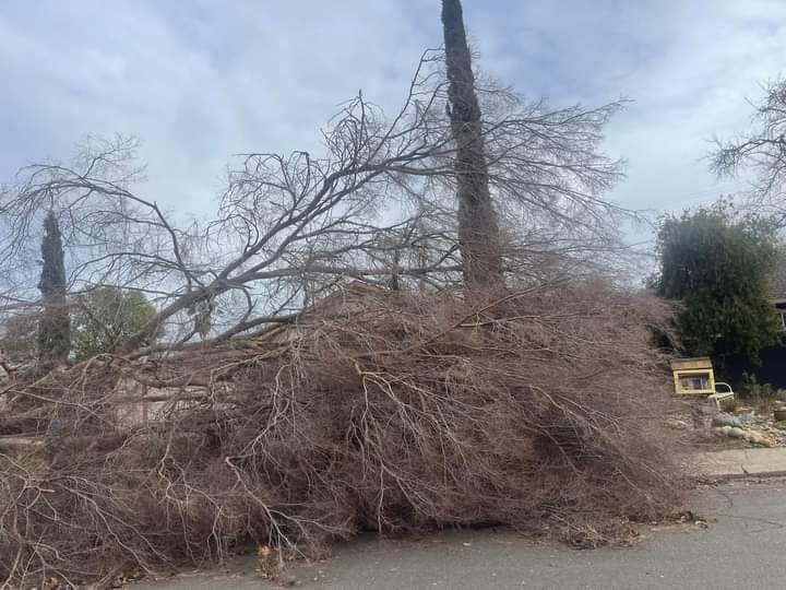 Emergency tree removal service near me in Burlington, WA