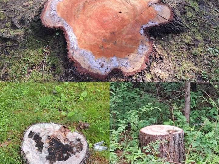 How much does it cost to remove a tree stump in Burlington, WA 98233 - Factors and pricing explained.