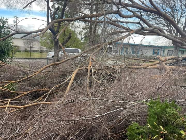 Determining liability for tree damage to a neighbor's property in Burlington, WA.