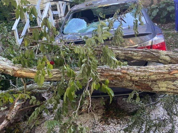 Person assessing fallen tree removal responsibility in Burlington, WA.