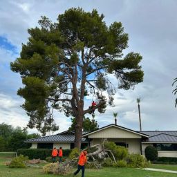 Land clearing service Burlington WA by Baxter's Tree Service