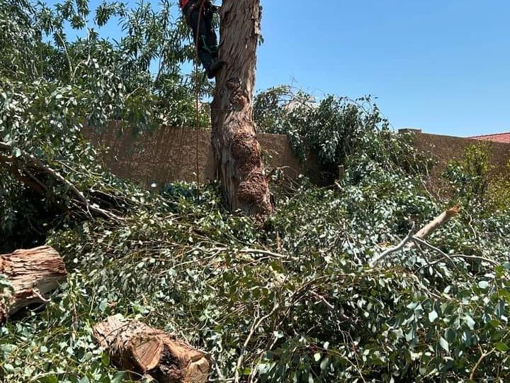 Expert team performing tree service in Bellingham, WA, ensuring safe tree care.