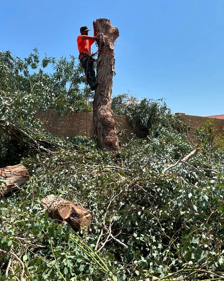 Tree trimming near me free estimate Burlington WA - Baxter's Tree Services providing an estimate for tree trimming.