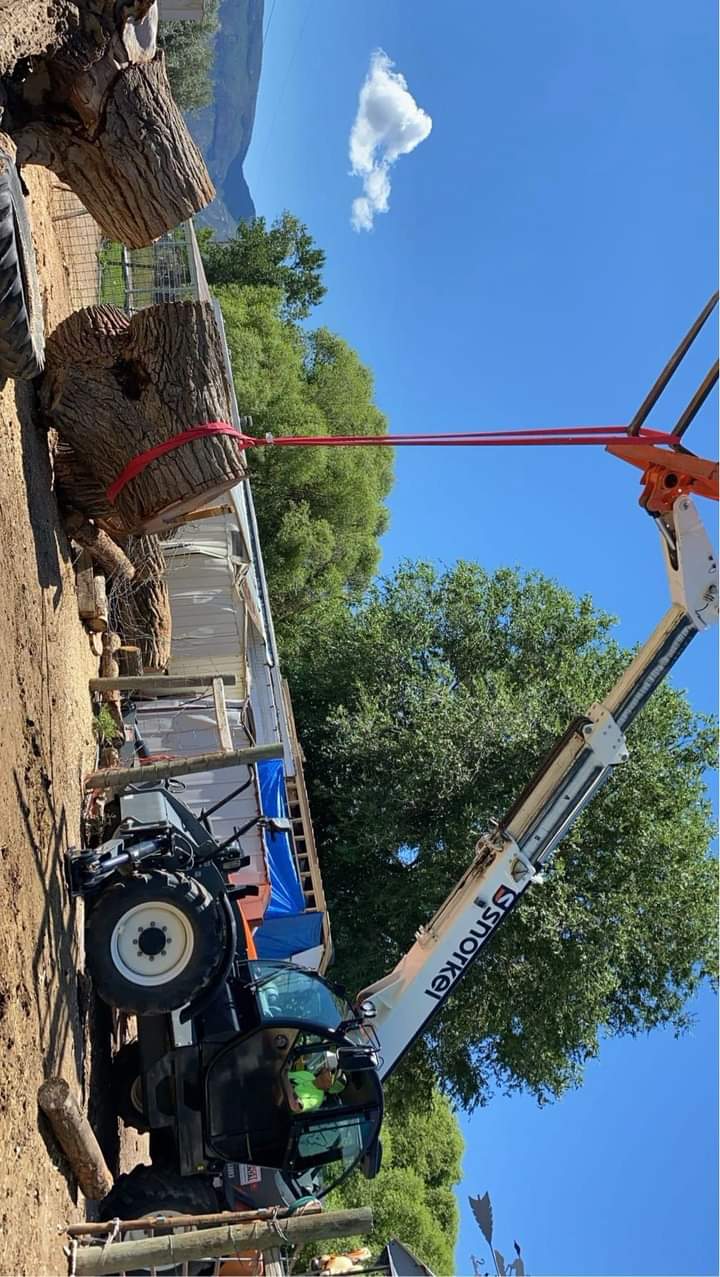 Tree removal service near me Burlington WA with skilled workers removing a large tree near a residential home.