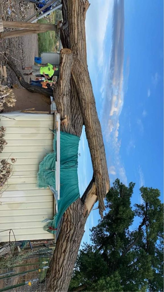 Local tree emergency service crew removing hazardous branches in Burlington WA.