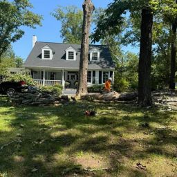 Professional tree pruning service near residential property in Burlington, WA, enhancing tree health and safety.