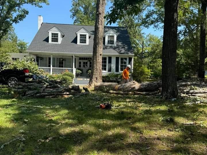 Professional tree pruning service near residential property in Burlington, WA, enhancing tree health and safety.