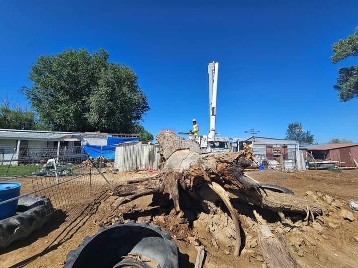 Emergency tree service available now in Arlington, WA for immediate assistance.