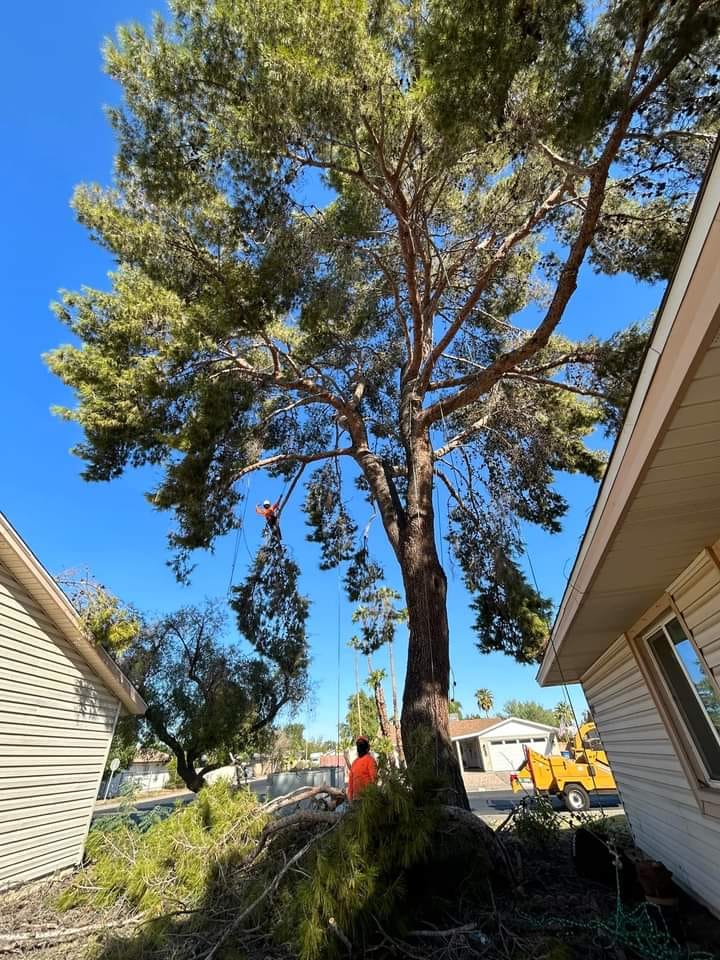  Tree roots being extracted by a skilled team in Burlington, WA, during a professional removal process.